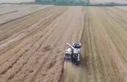 江西九江15萬畝小麥已收割六成