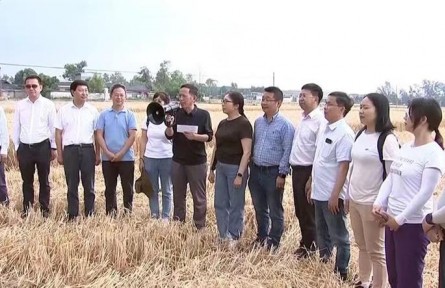 四川廣漢：晚播小麥實收測產(chǎn) 畝產(chǎn)達600公斤