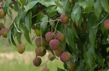 《區(qū)域全面經(jīng)濟(jì)伙伴關(guān)系協(xié)定》催生新商機(jī) 廣東茂名對(duì)RCEP國(guó)家荔枝出口量翻番