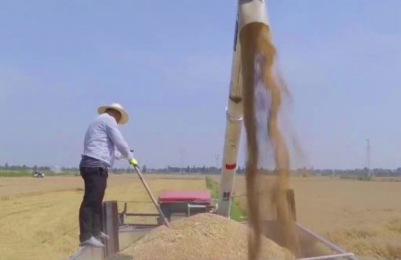 安徽宿松：27萬余畝小麥陸續(xù)進(jìn)入成熟收割期