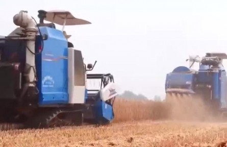 湖北南漳：51.3萬畝小麥豐收 預(yù)計(jì)產(chǎn)量1.3億公斤