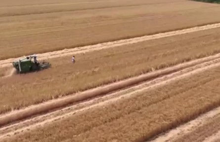 江蘇泗洪：140萬(wàn)畝小麥開(kāi)鐮 農(nóng)機(jī)服務(wù)隊(duì)助顆粒歸倉(cāng)