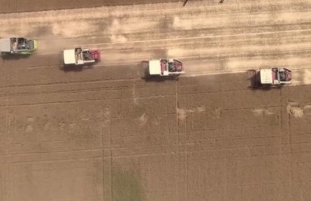 2022年國家新審定176個(gè)小麥新品種