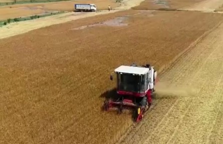 全國(guó)耐鹽堿小麥大面積開鐮收割