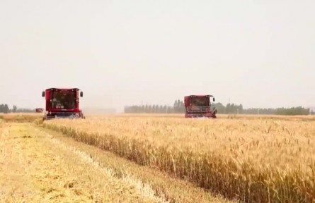 【在希望的田野上·三夏時(shí)節(jié)】我國(guó)夏糧主產(chǎn)區(qū)小麥?zhǔn)斋@近六成