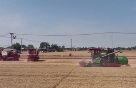 河北石家莊：430萬(wàn)畝小麥陸續(xù)開鐮