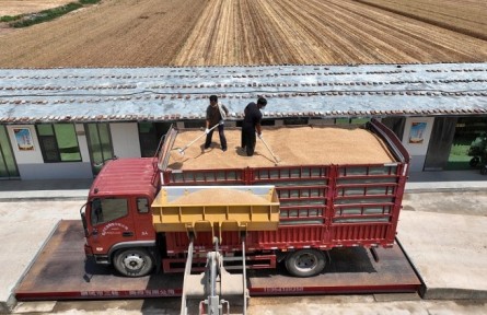 我國(guó)已收獲小麥2.56億畝 2022年夏種進(jìn)入高峰