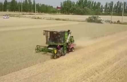 我國(guó)已收獲小麥2.94億畝 進(jìn)度與2021年基本持平