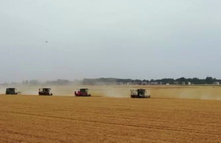 政策“組合拳”連出 小麥豐收來之不易