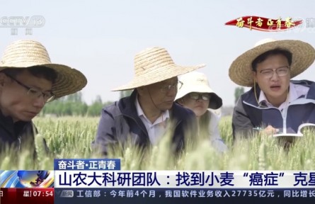 山農(nóng)大科研團(tuán)隊(duì)：找到小麥“癌癥”克星