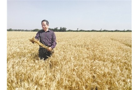 “農(nóng)民教授”吉萬全：育出陜西“最貴”的小麥種子