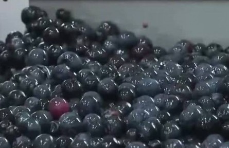 重慶南川：萬畝藍(lán)莓豐收 科技助力增收