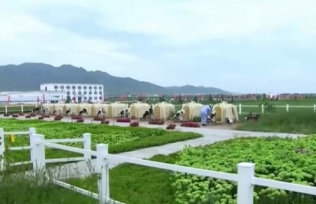 內(nèi)蒙古：大型農(nóng)機(jī)助力 3200畝紫花苜蓿草開(kāi)始收割