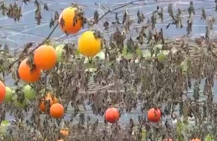 重慶黔江：三千畝“致富果”助農增收