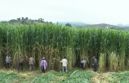 云南會澤：巨菌草養(yǎng)牛 大有“錢”途