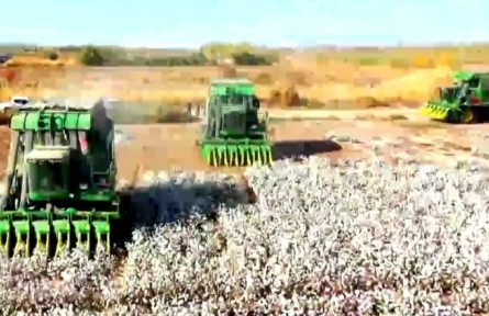 新疆：棉花采摘收購(gòu)工作有序推進(jìn)