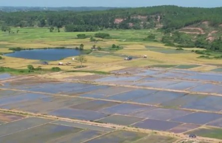 新時代 新征程 新偉業(yè)｜南昌大學(xué)研究團(tuán)隊(duì)：扎根田野 服務(wù)鄉(xiāng)村 書寫油茶助農(nóng)大文章