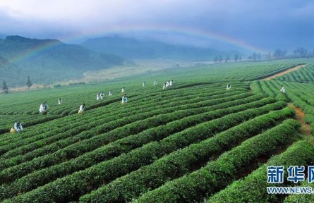 萬(wàn)里茶道：小小茶葉如何讓中國(guó)與世界相遇？