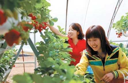 北京草莓種植面積達(dá)1.31萬(wàn)畝 草莓頻上新 跨界多驚喜