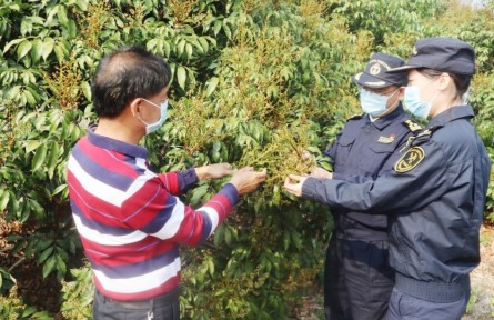 海關為茂名荔枝擴大出口“搭好臺、鋪好路”