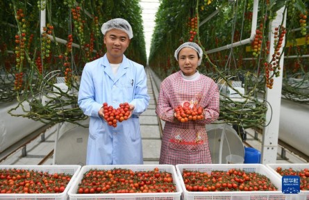 智慧農業(yè)助力移民增收