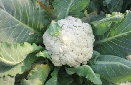 花菜種植如何科學(xué)施肥？