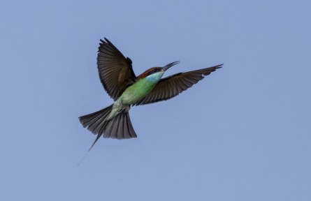 物種故事 | 藍喉蜂虎：“中國最美小鳥”