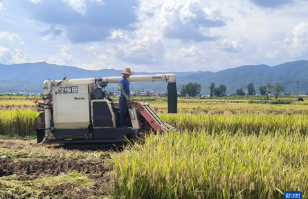 推廣農技助豐產——云南秋收一線見聞