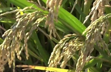 揚州大學：“滄?！弊兞继?科技助豐年