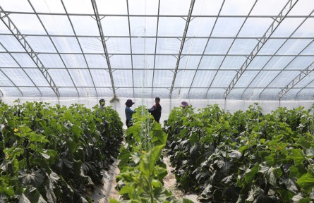 西藏蔬菜看白朗！白朗是如何成長為“西藏糧倉”的？