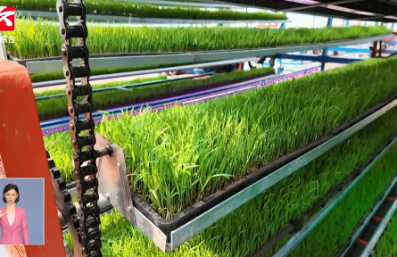 “鏈”出新質(zhì)生產(chǎn)力：現(xiàn)代種業(yè)及食品產(chǎn)業(yè)鏈如何繪制好“豐”景？