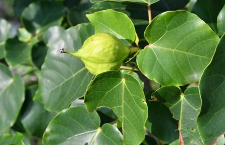 我國研究人員發(fā)現6種植物新物種