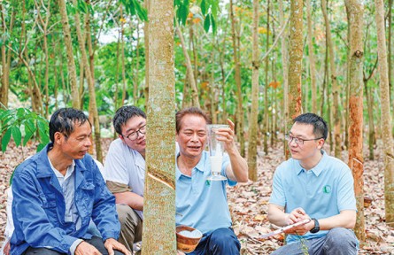 一棵橡膠樹，三代育種人
