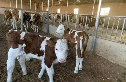 內(nèi)蒙古：科技賦能 用“芯”引領(lǐng)農(nóng)牧民犇上幸?！芭！比兆?></a></td>
<td align=