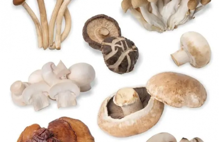 “菇”勇者們，路邊的“傘傘”莫要采！