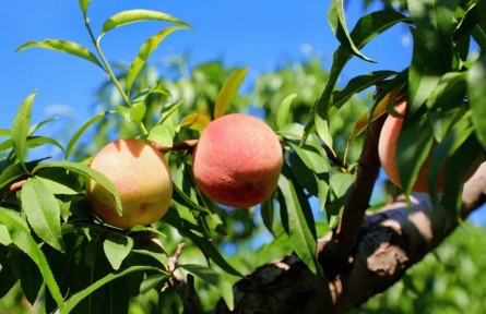 北京延慶區(qū)張山營鎮(zhèn)黃柏寺村大桃上市！