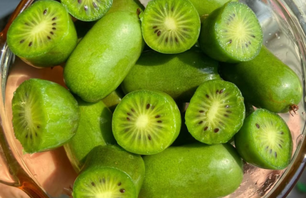 網紅水果來襲！延慶千家店軟棗獼猴桃解鎖鄉(xiāng)村振興“甜蜜密碼”