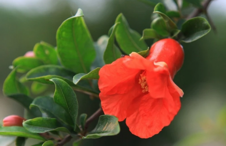 辟謠|石榴、李子、蘋果……綠化帶的水果能吃嗎？