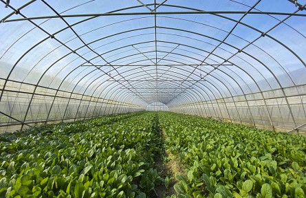 反季節(jié)果蔬會(huì)使用很多農(nóng)藥，有害健康不能吃？