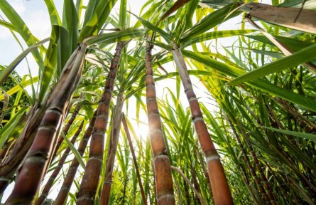 我國食糖消費量世界第二 甘蔗引種有哪些重要意義？需要注意什么？