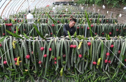 熱帶水果何以“扎根”戈壁灘？