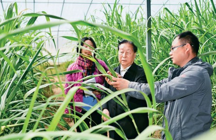 奔跑的“中國草”