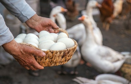營養(yǎng)豐富的鵝蛋，為什么很少有人吃，也很少有賣的？