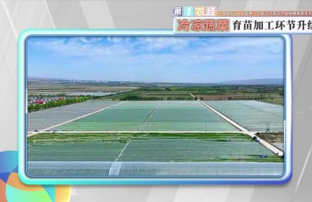 科技賦能+鄉(xiāng)土智慧：寧夏冷涼蔬菜產業(yè)鏈煥發(fā)新生機