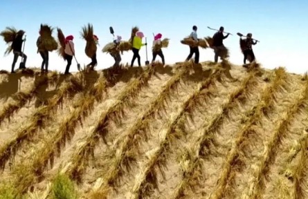 防風(fēng)固沙有妙招！解析“三北”工程的綠意密碼