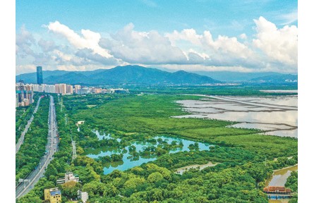 廣東加強紅樹林保護——紅樹林面積達1.14萬公頃，紅樹植物種類達27種