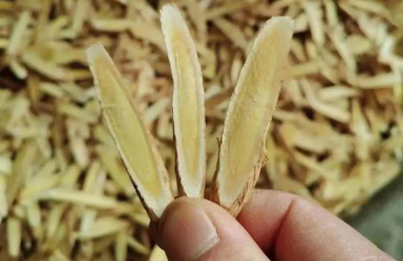 內(nèi)蒙古烏拉特前旗：5.6萬(wàn)畝中藥材“點(diǎn)綠成金”激活鄉(xiāng)村振興新動(dòng)能