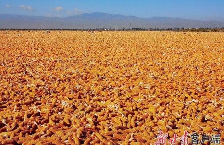 甘肅：深化農(nóng)村改革 繪就隴原鄉(xiāng)村振興新畫卷