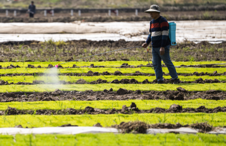 加快建設農(nóng)業(yè)強國規(guī)劃 plan to accelerate building up strength in agriculture