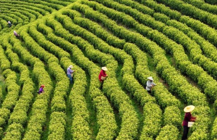 從“引活水”到“強保障”——金融服務(wù)為農(nóng)業(yè)發(fā)展持續(xù)注入活力